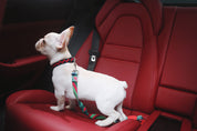 Colorful Series - Car Seat Belts