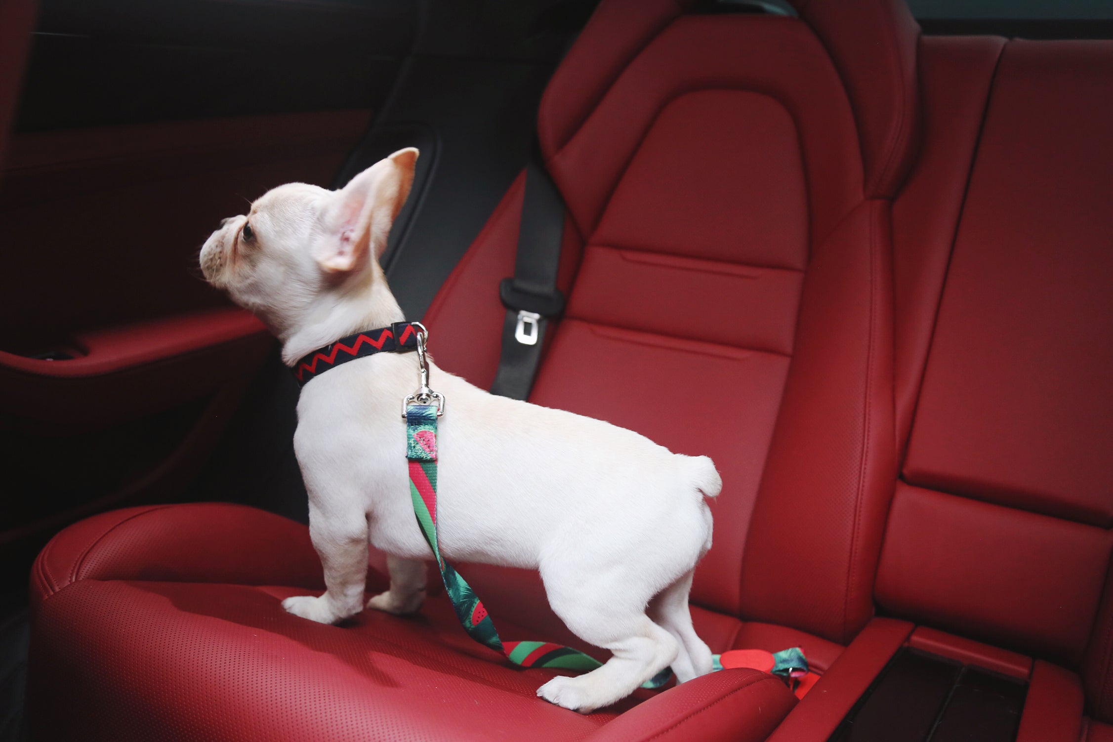 Colorful Series - Car Seat Belts