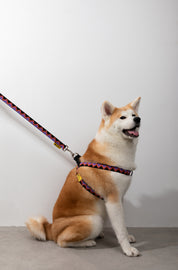 Rainbow Series - Y-shaped Chest and Back+Traction Set