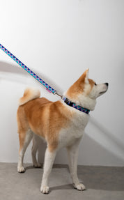 Rainbow Series - Collar