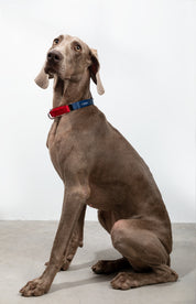 Rainbow Series - Color Contrasting Buffer Collar
