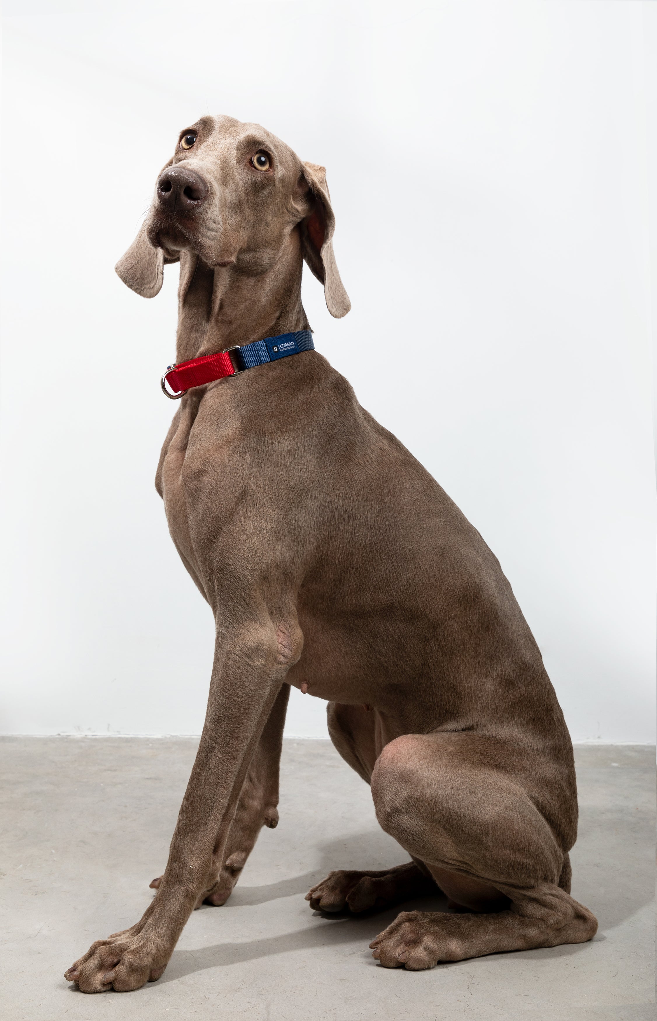 Rainbow Series - Color Contrasting Buffer Collar