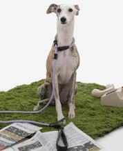 Pawsome Control Leash