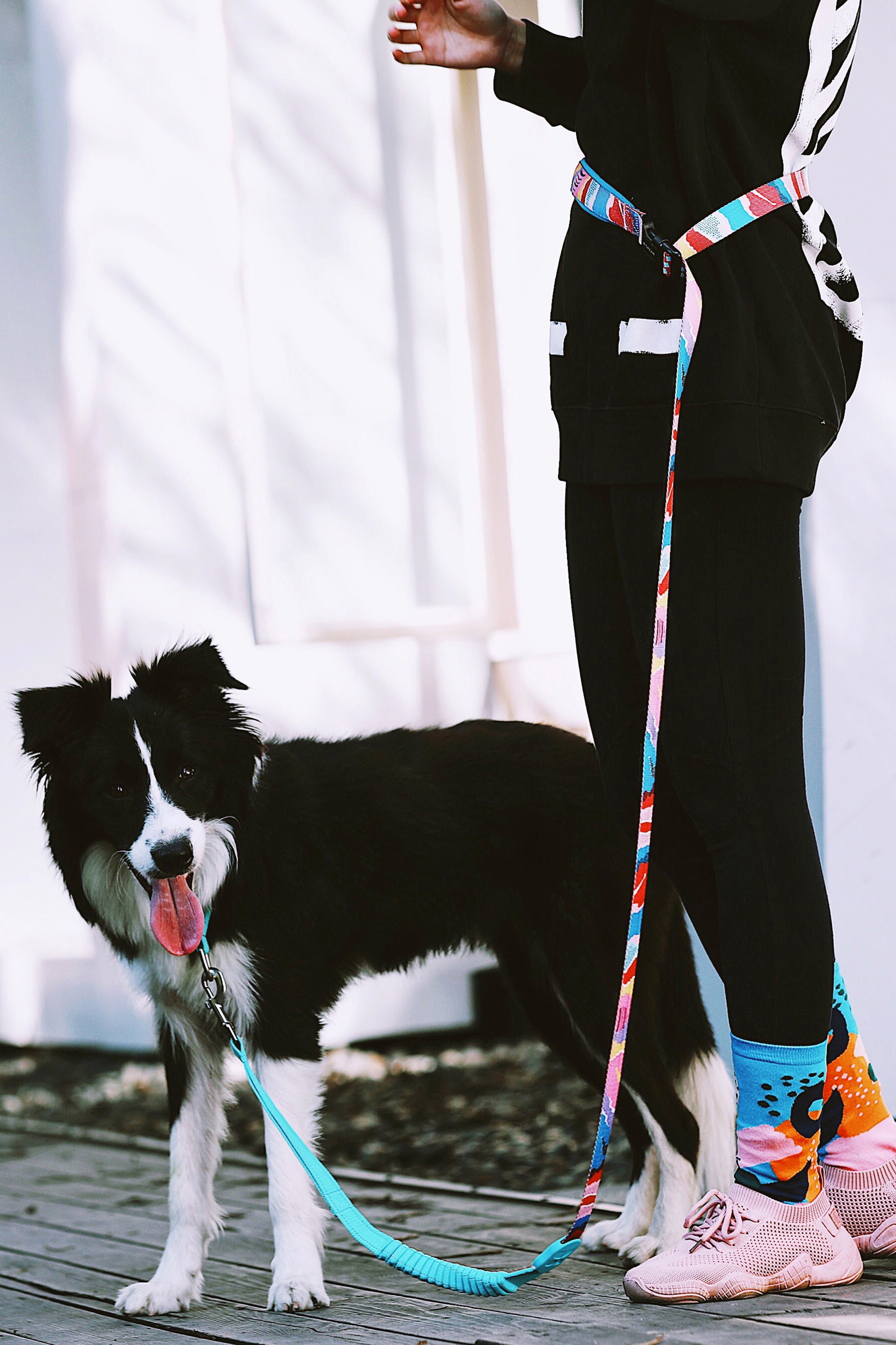 Colorful PRO Series - Multi functional Buffer Traction Rope