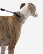 Pawsome Control Leash