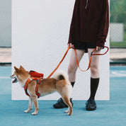 Bobo Series - Pet Backpack