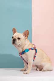 Colorful Series - Y-shaped Chest and Back