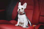 Colorful Series - Car Seat Belts