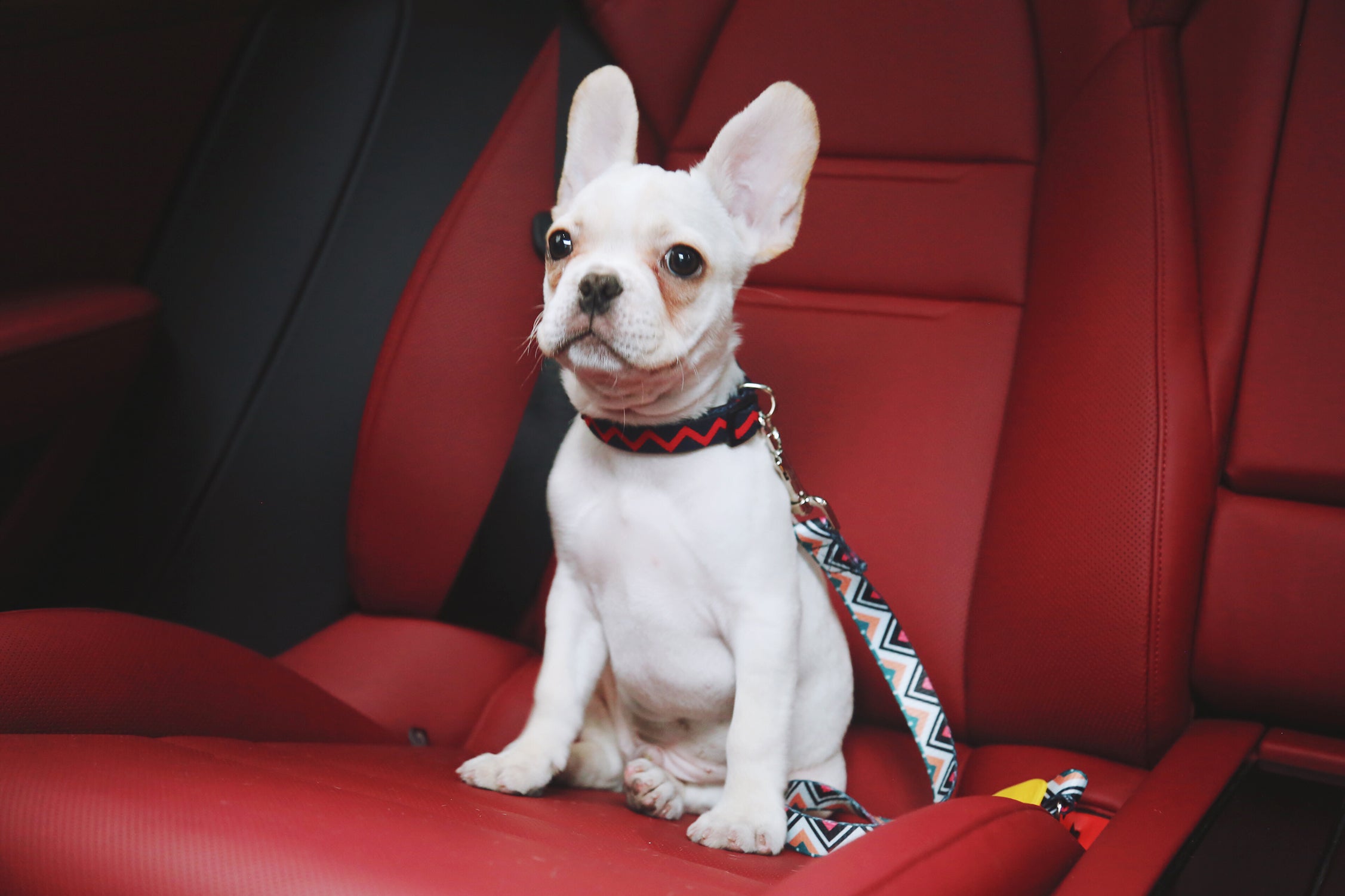 Colorful Series - Car Seat Belts