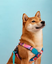 Aloha Paws Vest