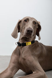 Rainbow Series - Color Contrasting Buffer Collar