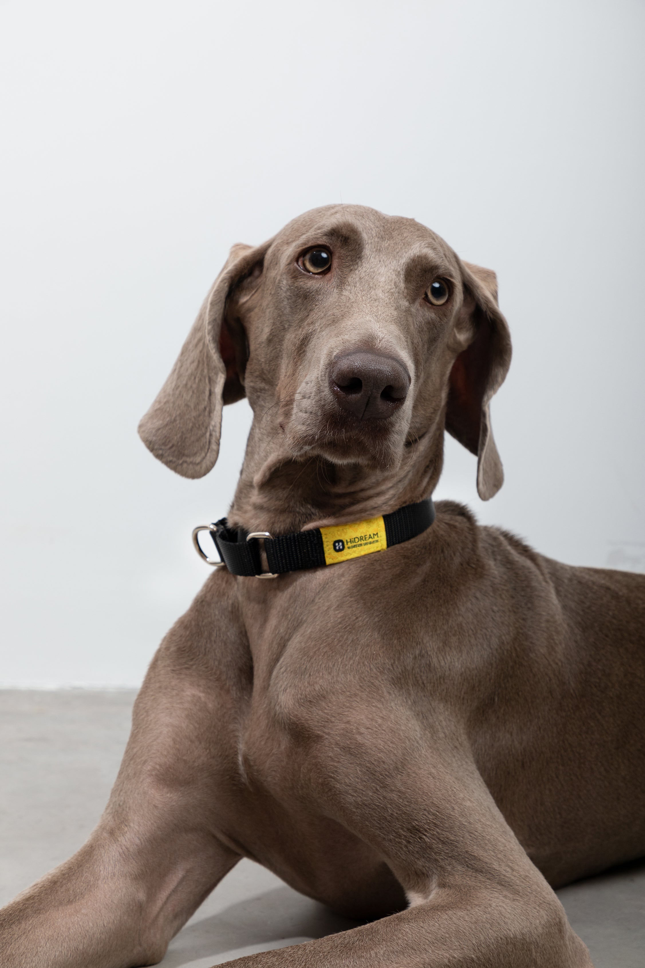Rainbow Series - Color Contrasting Buffer Collar