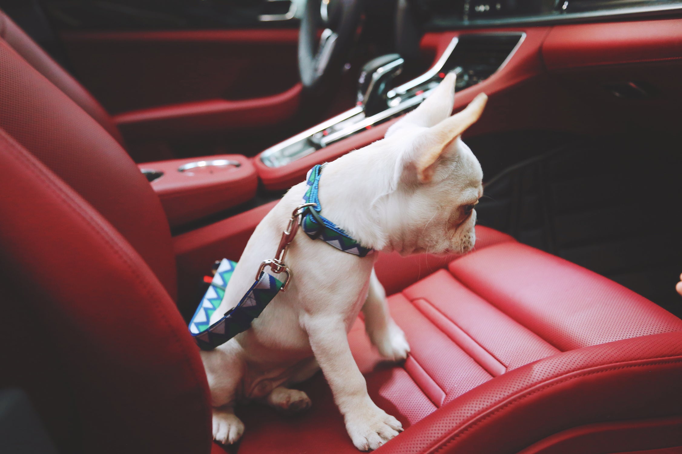 Rainbow Series - Car Seat Belts