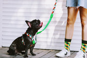 Colorful PRO Series - Multi functional Buffer Traction Rope