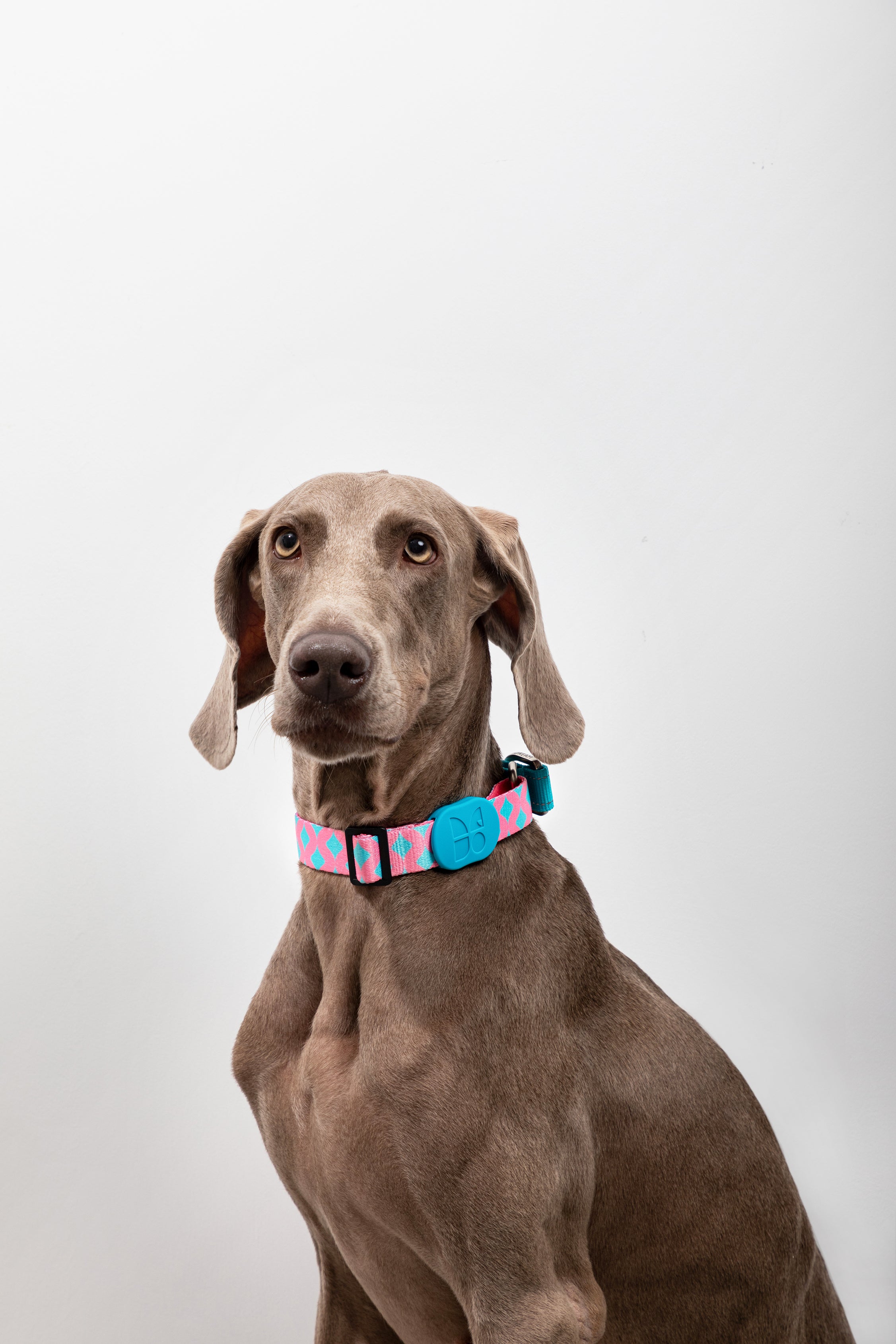Colorful PRO Series - Half P Explosion proof Punch Collar