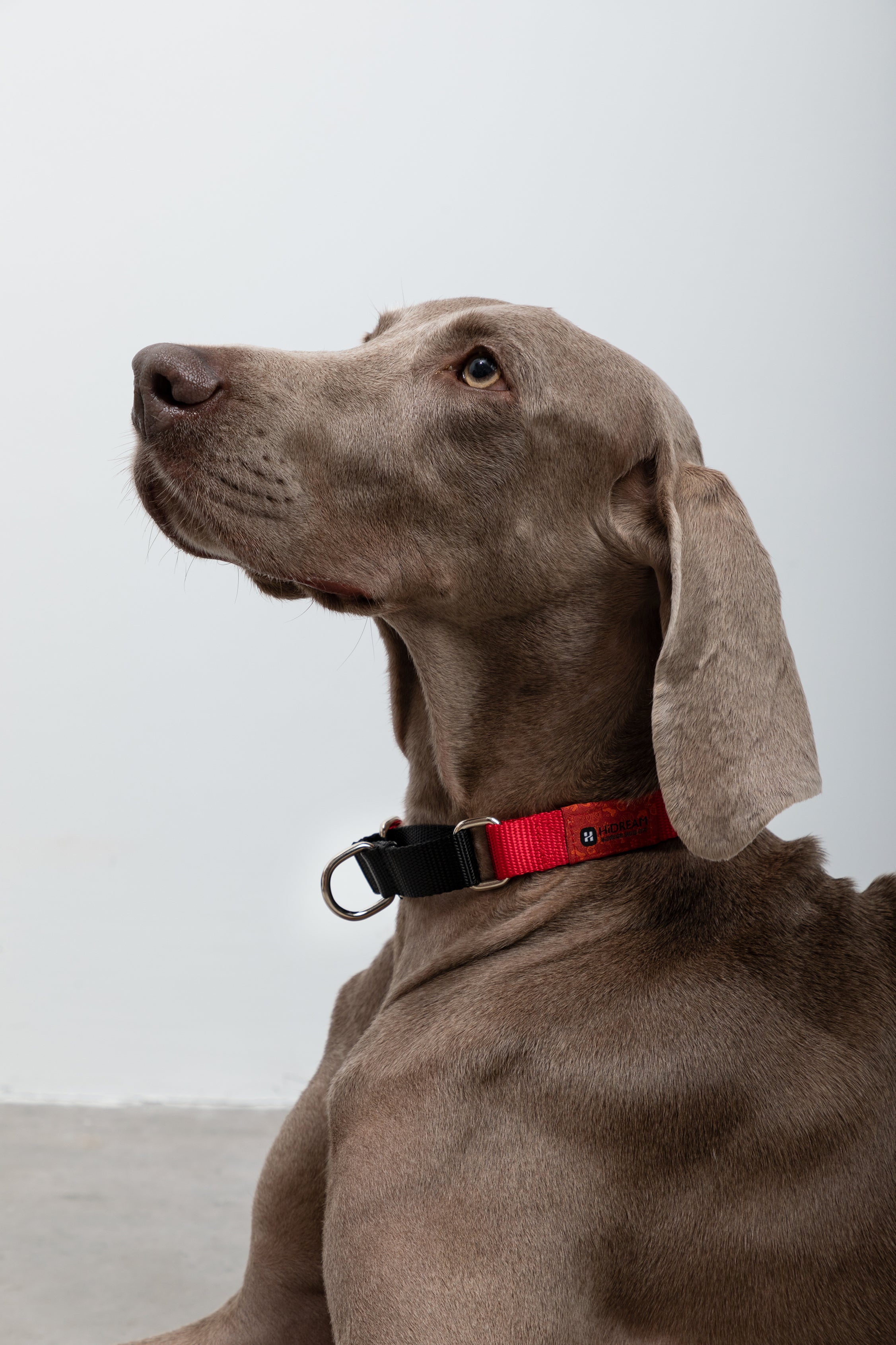 Rainbow Series - Color Contrasting Buffer Collar