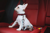 Colorful Series - Car Seat Belts
