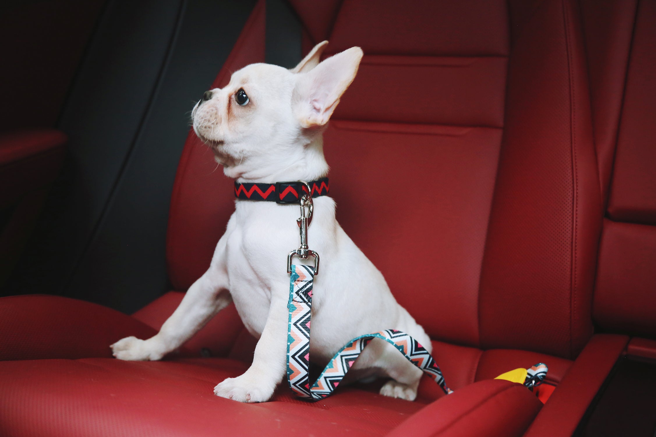 Colorful Series - Car Seat Belts