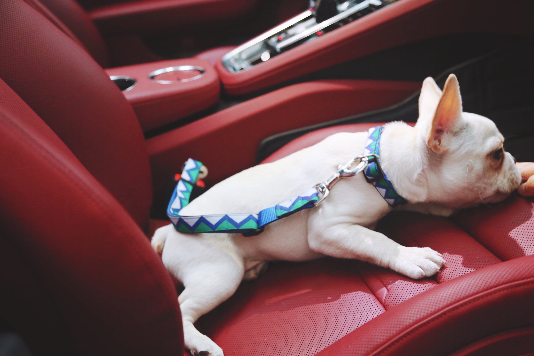 Rainbow Series - Car Seat Belts