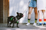 Colorful PRO Series - Multi functional Buffer Traction Rope