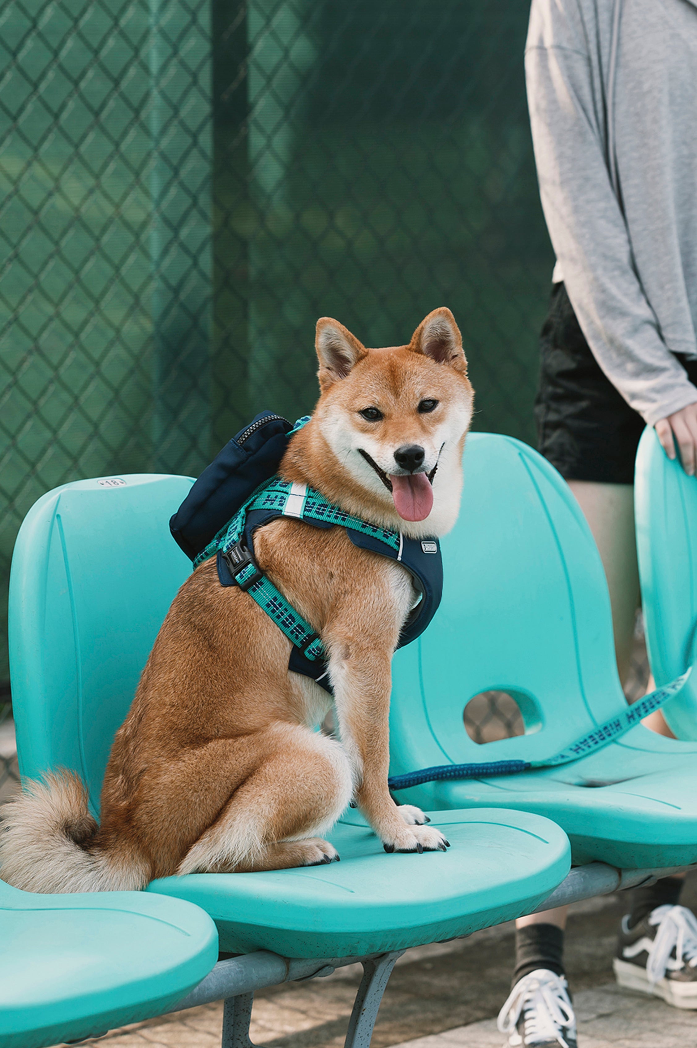 Bobo Series - Pet Backpack