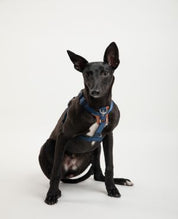 Urban Canine