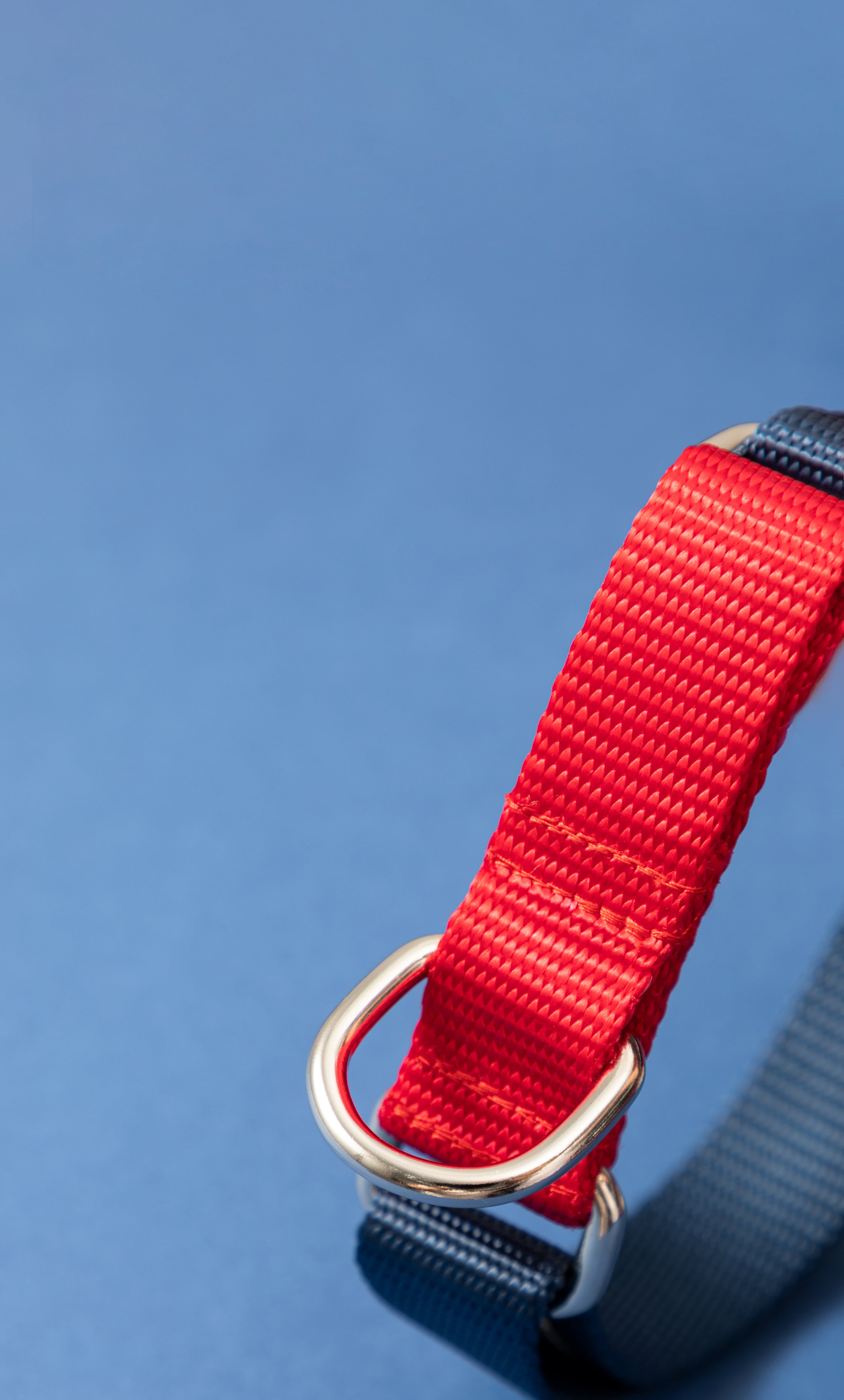 Rainbow Series - Color Contrasting Buffer Collar