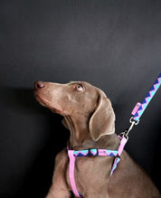 Rainbow Series Y-Shaped Chest and Back Harness