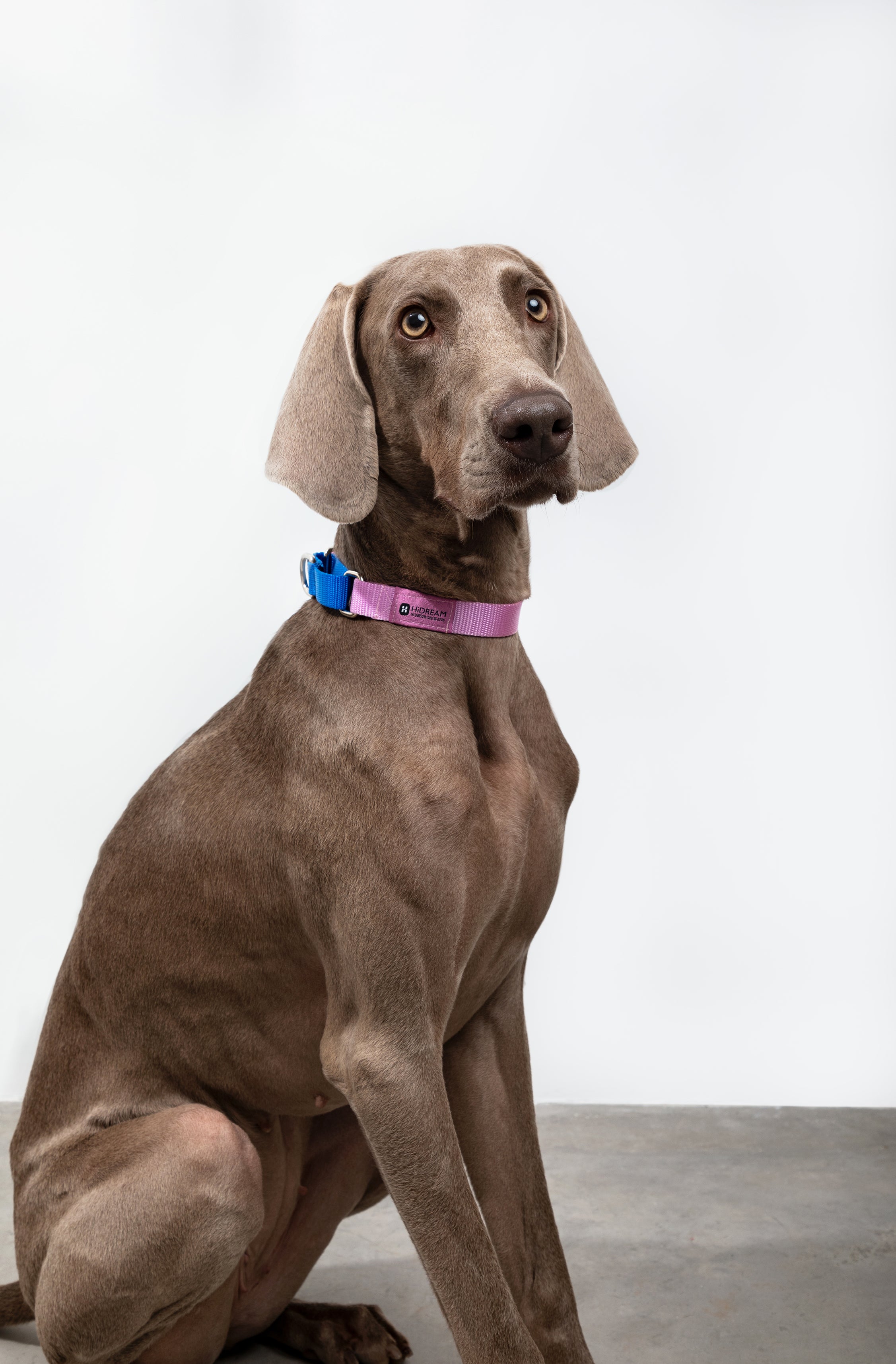 Rainbow Series - Color Contrasting Buffer Collar