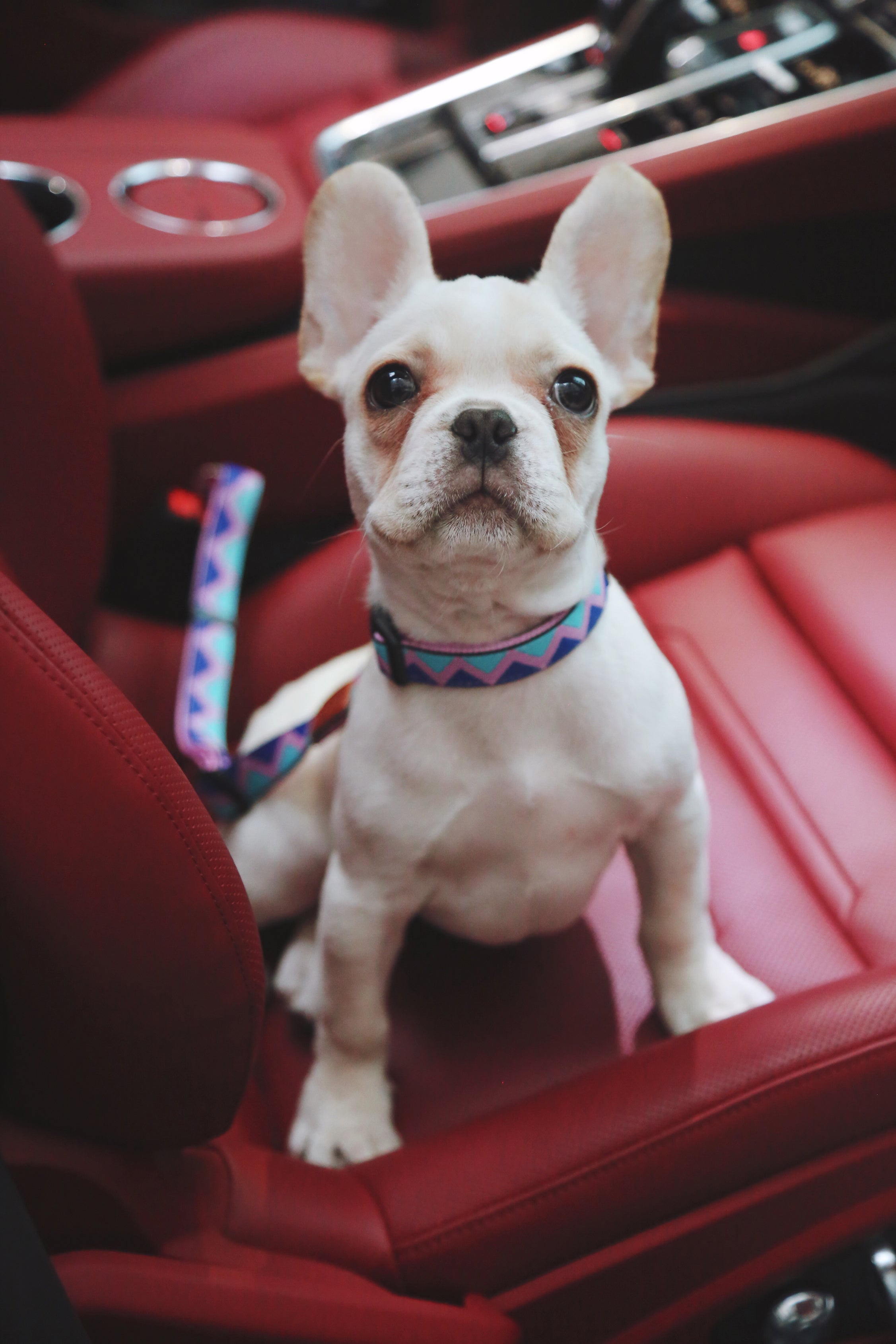 Rainbow Series - Car Seat Belts