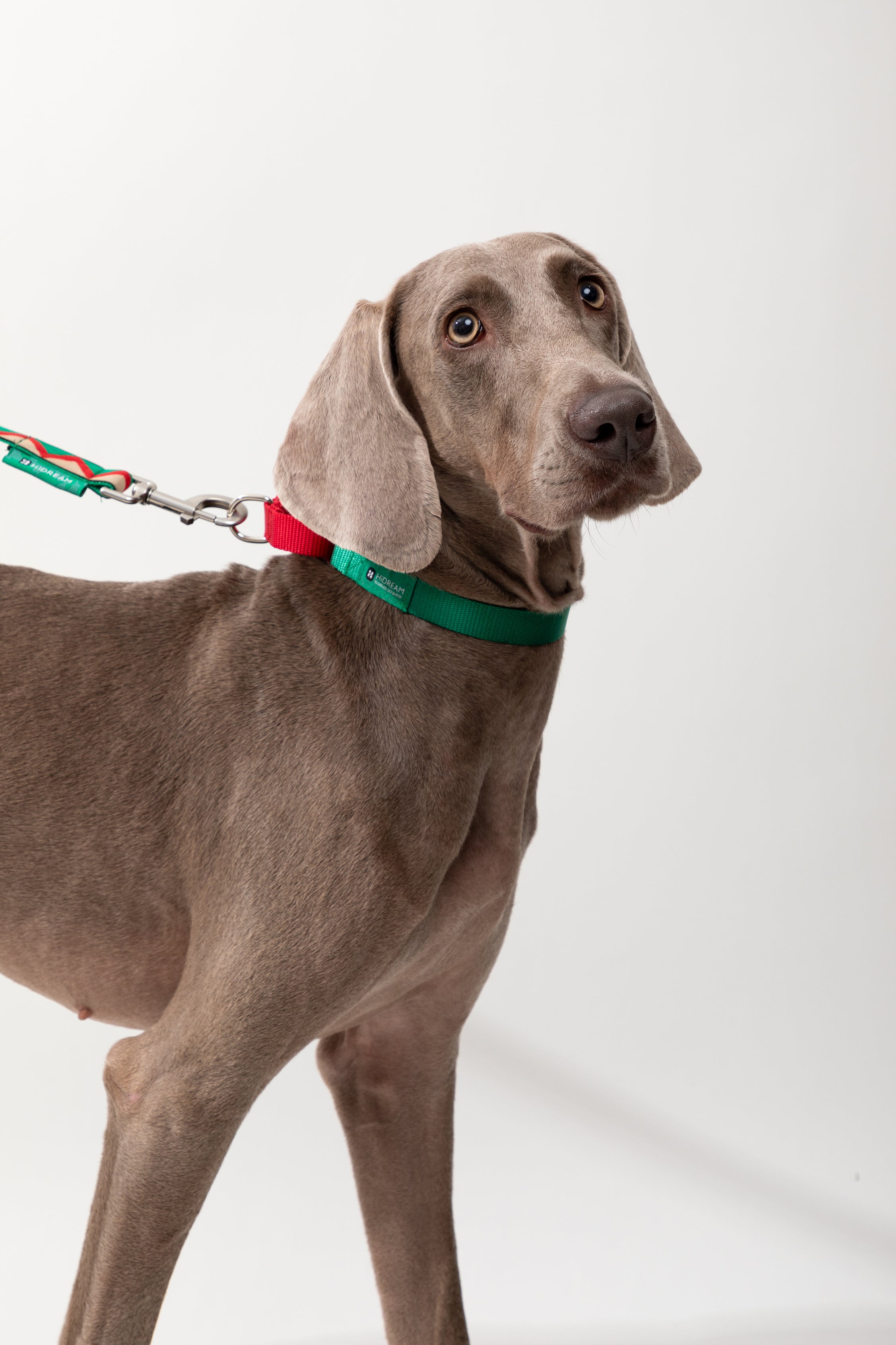 Rainbow Series - Color Contrasting Buffer Collar