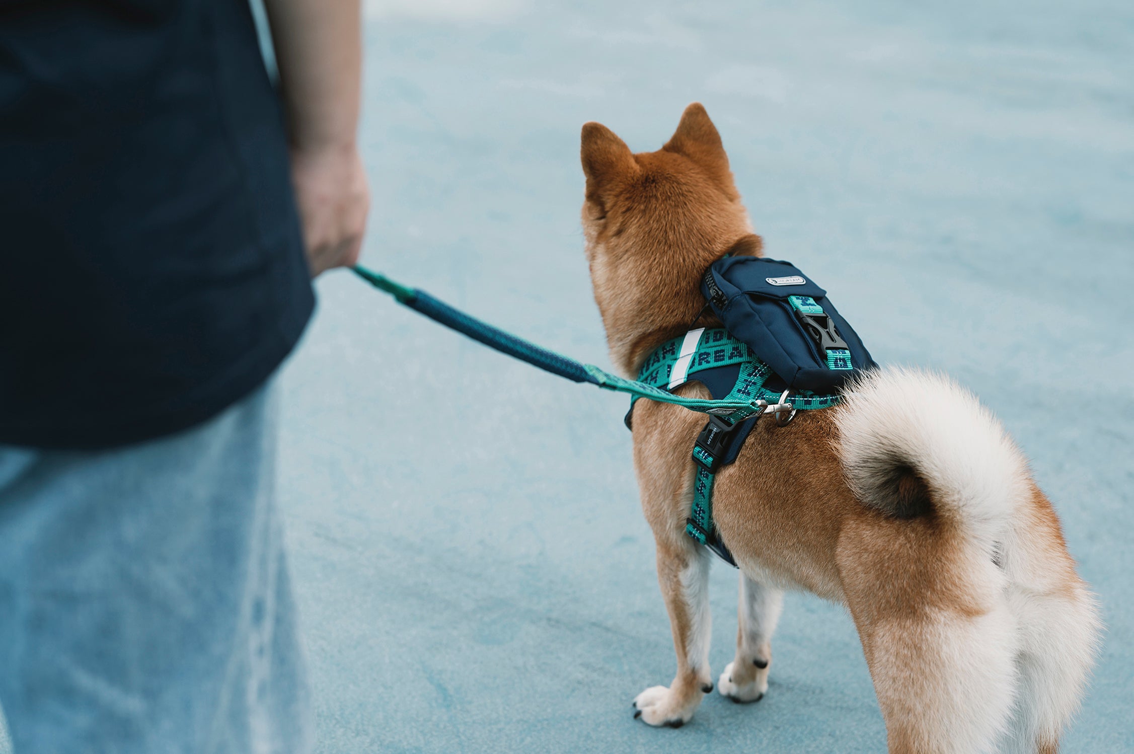 Bobo Series - Pet Backpack