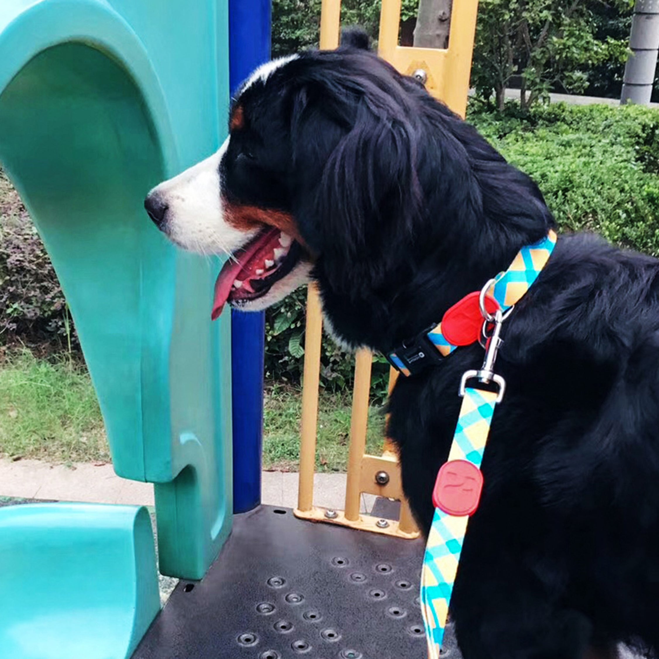 Colorful Series - Collar