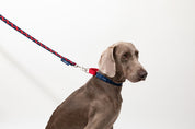 Rainbow Series - Color Contrasting Buffer Collar