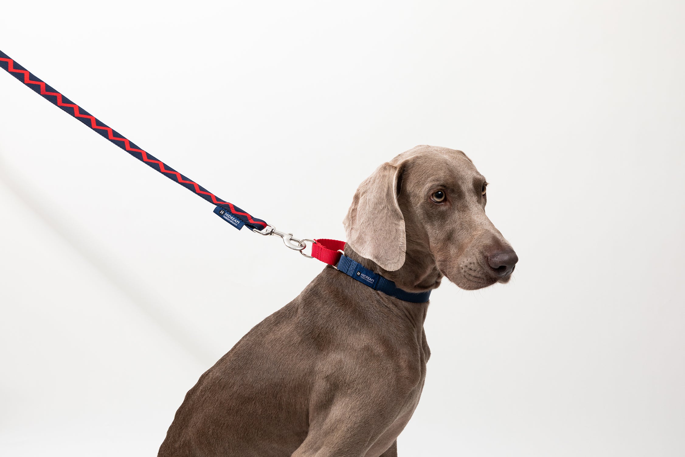 Rainbow Series - Color Contrasting Buffer Collar