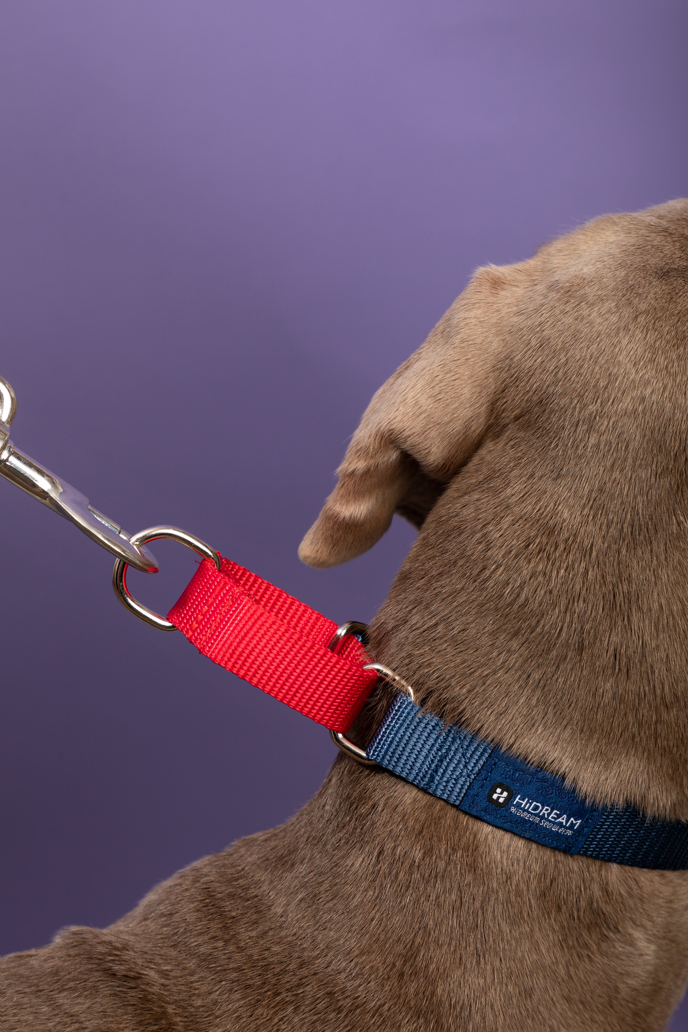 Rainbow Series - Color Contrasting Buffer Collar