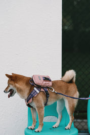 Bobo Series - Pet Backpack