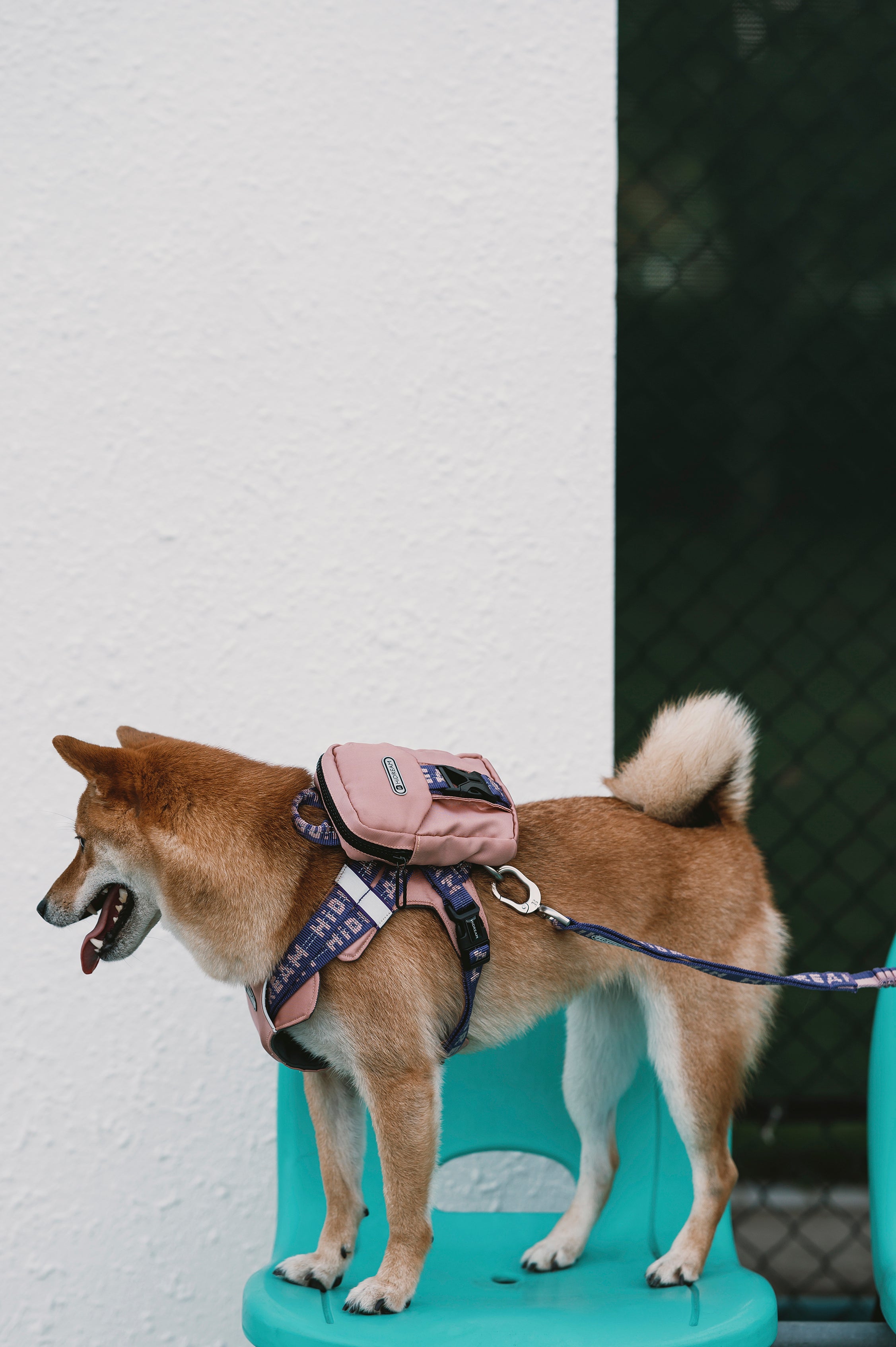 Bobo Series - Pet Backpack