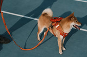 Bobo Series - Adjustable Soft Handle Buffer Traction Rope