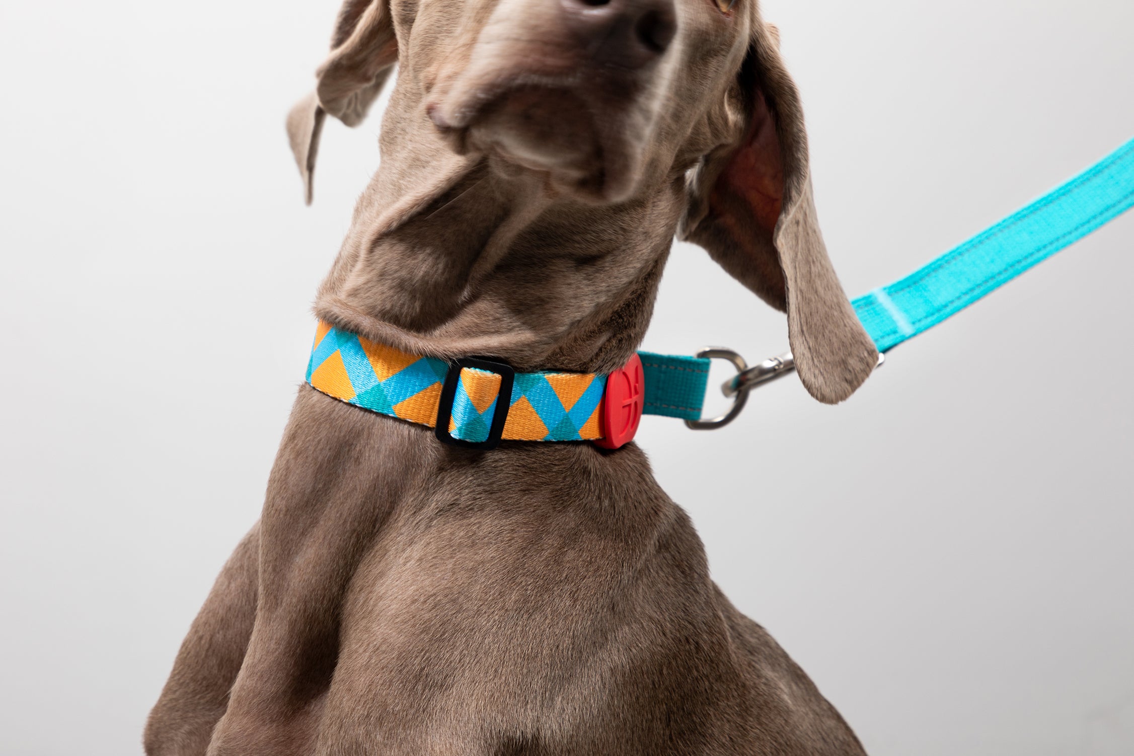 Colorful PRO Series - Half P Explosion proof Punch Collar