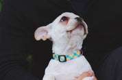Colorful Series - Collar