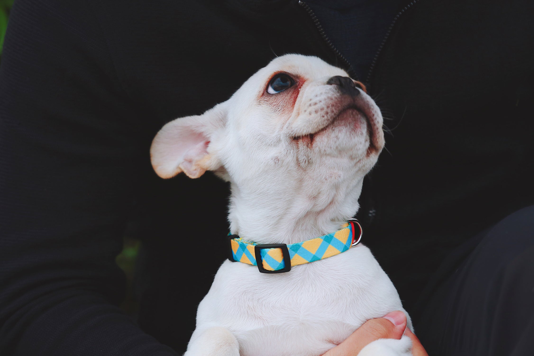 Colorful Series - Collar