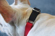Rainbow Series - Color Contrasting Buffer Collar
