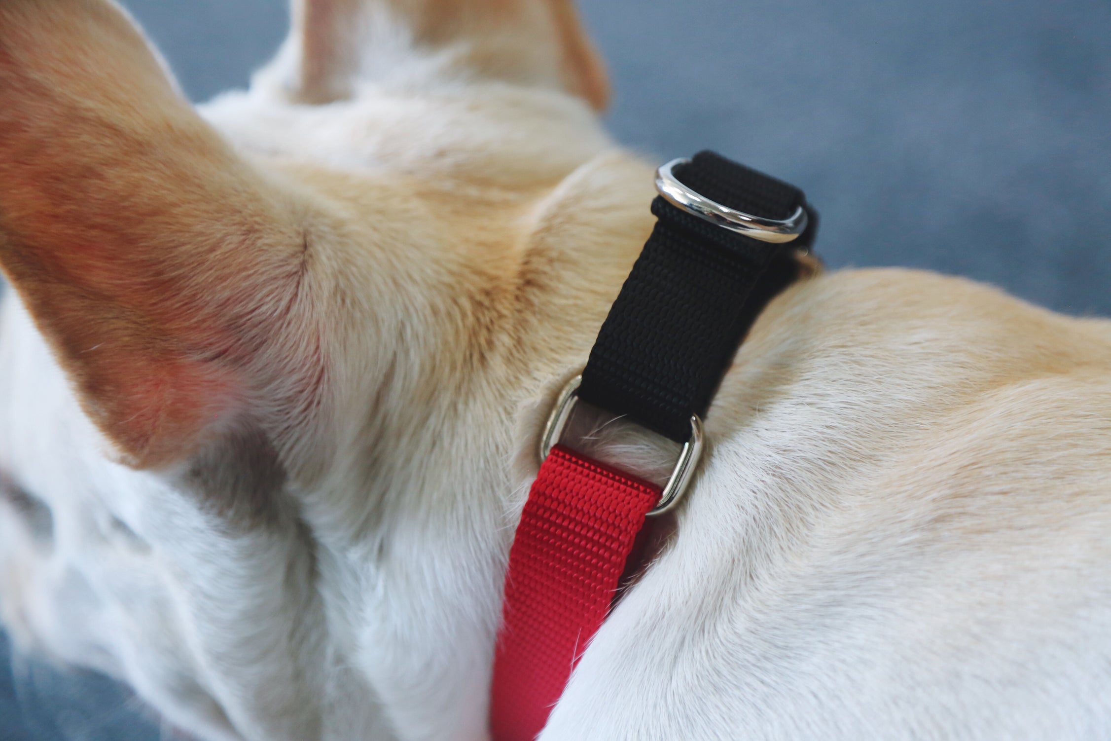 Rainbow Series - Color Contrasting Buffer Collar