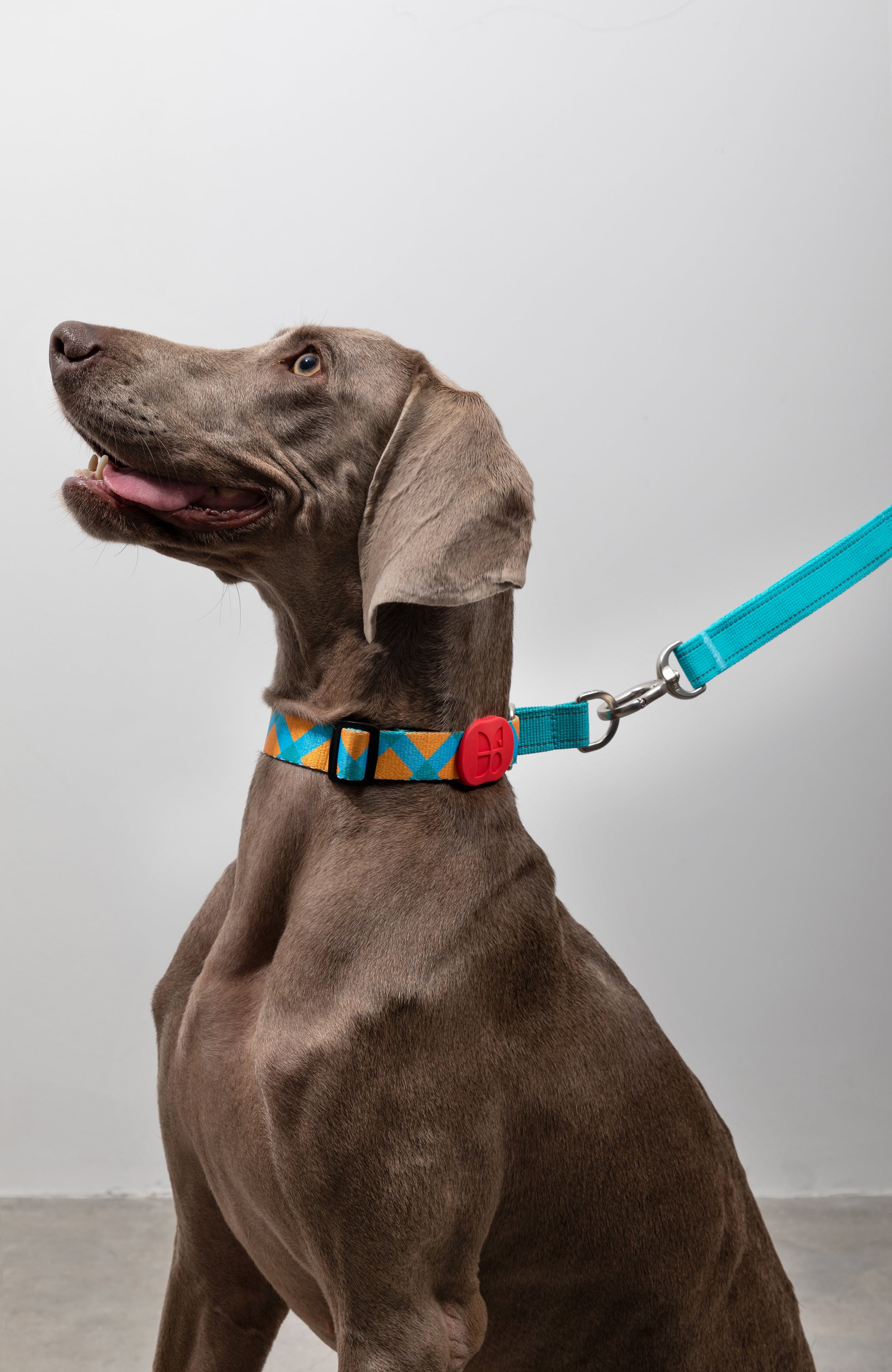 Colorful PRO Series - Half P Explosion proof Punch Collar