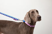 Rainbow Series - Color Contrasting Buffer Collar