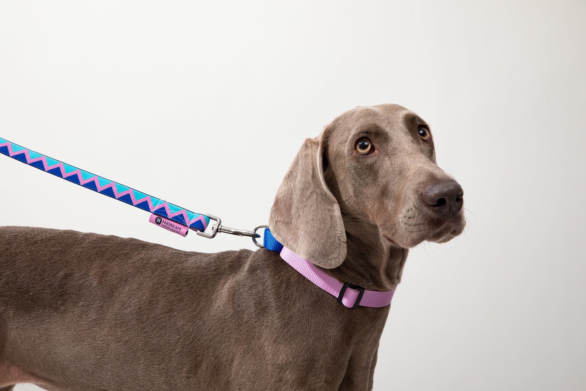 Rainbow Series - Color Contrasting Buffer Collar
