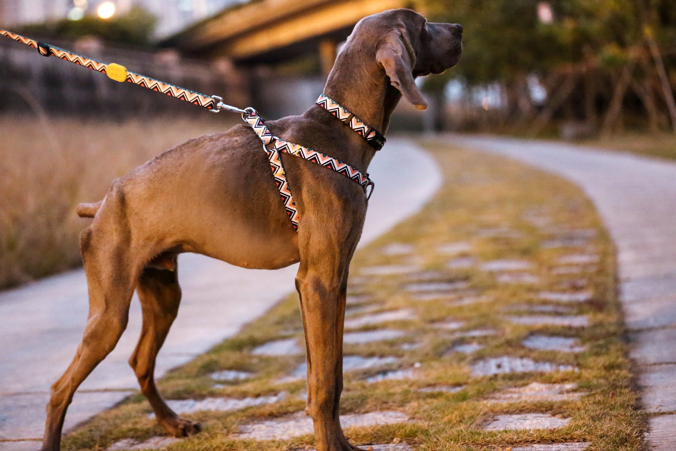 Colorful Series - Adjustable Traction Rope