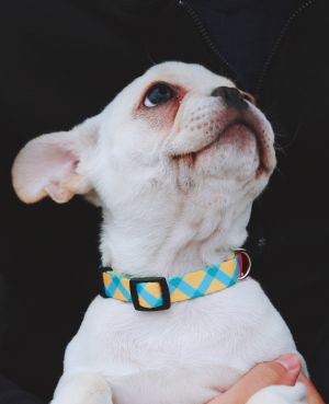 Aloha Paws Collar
