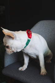 Rainbow Series - Color Contrasting Buffer Collar